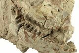Bargain, Fossil Oreodont (Merycoidodon) Skull - South Dakota #270129-3